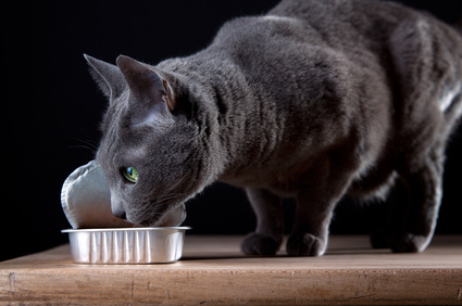 Katzenfutter soße - Alle Auswahl unter allen analysierten Katzenfutter soße