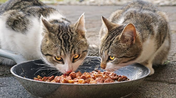 Welche Faktoren es vorm Bestellen die Katzenfutter nur soße zu untersuchen gilt!