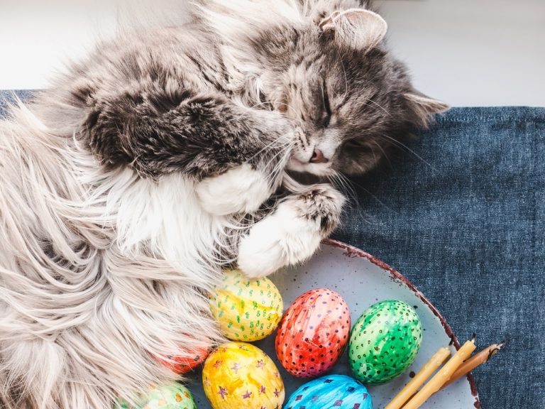 Dürfen Katzen Eier essen? 2020